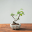 All Bonsai Trees - Bonsaify
