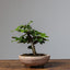 Best Bonsai for Beginners - Bonsaify