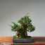 Best Bonsai for Outdoors - Bonsaify