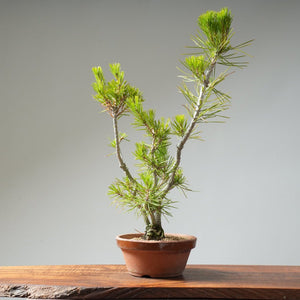 Japanese Black Pines - Bonsaify