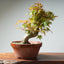 Japanese Maple Bonsai 354 - Bonsaify