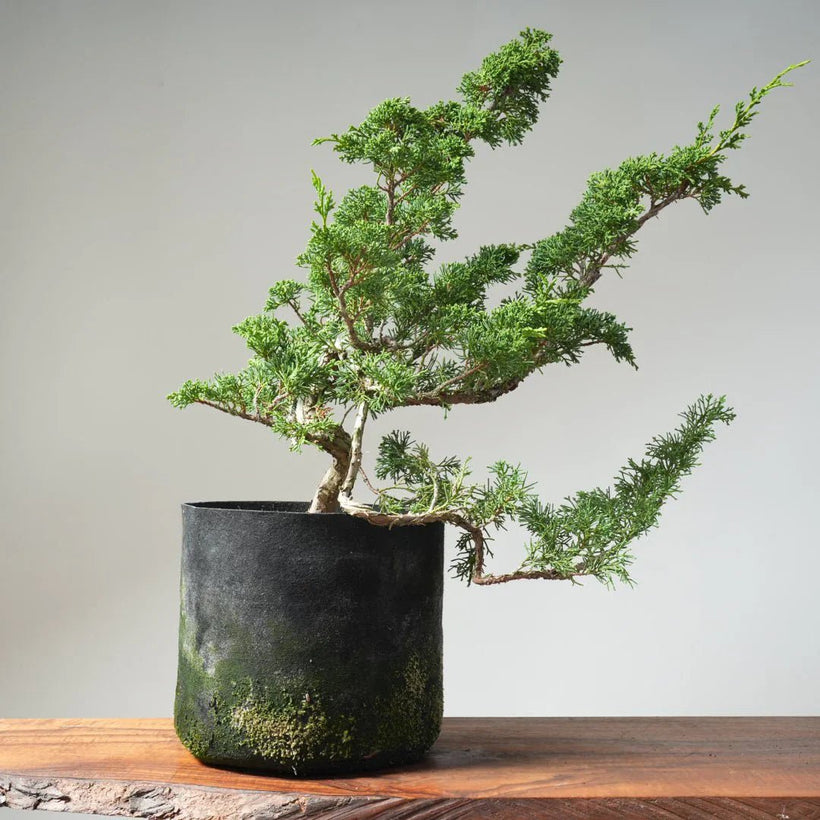 Potted Trees