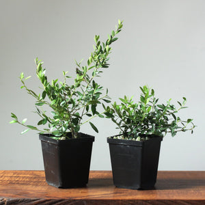 Pre-Bonsai Trees - Bonsaify