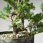 10 Year Old Kishu Juniper Bonsai 506 - Bonsaify