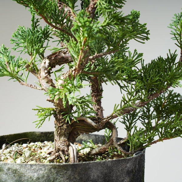 10 Year Old Kishu Juniper Bonsai 506 - Bonsaify