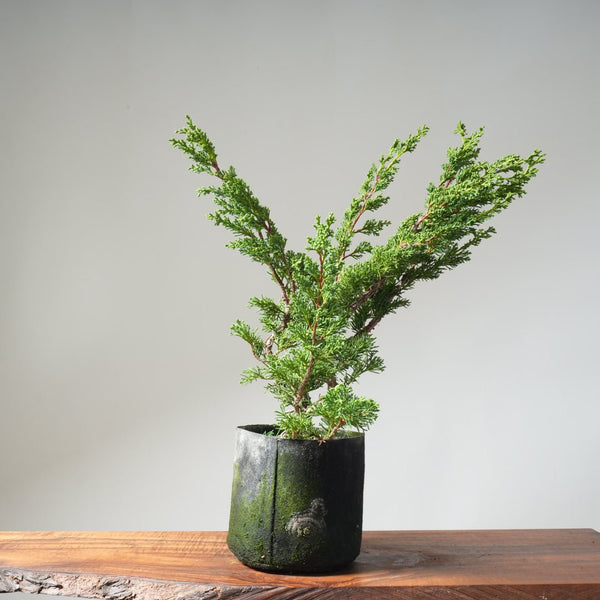 10 Year Old Kishu Juniper Bonsai 506 - Bonsaify