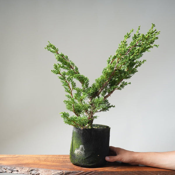 10 Year Old Kishu Juniper Bonsai 506 - Bonsaify