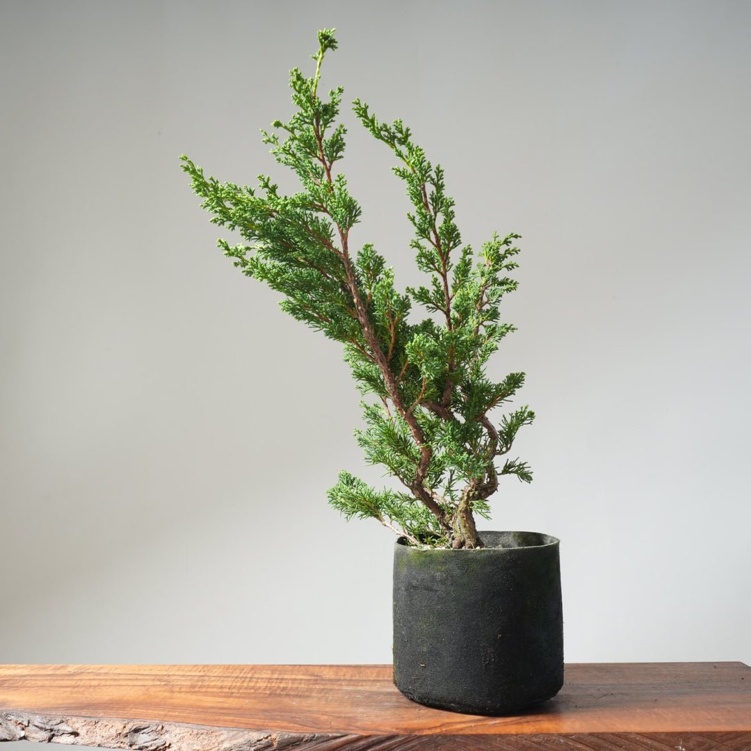 10 Year Old Kishu Juniper Bonsai 506 - Bonsaify