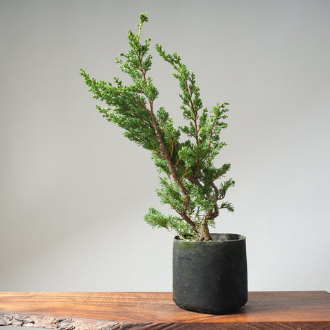 10 Year Old Kishu Juniper Bonsai 506 - Bonsaify