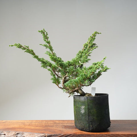 10 Year Old Kishu Juniper Bonsai 507 - Bonsaify
