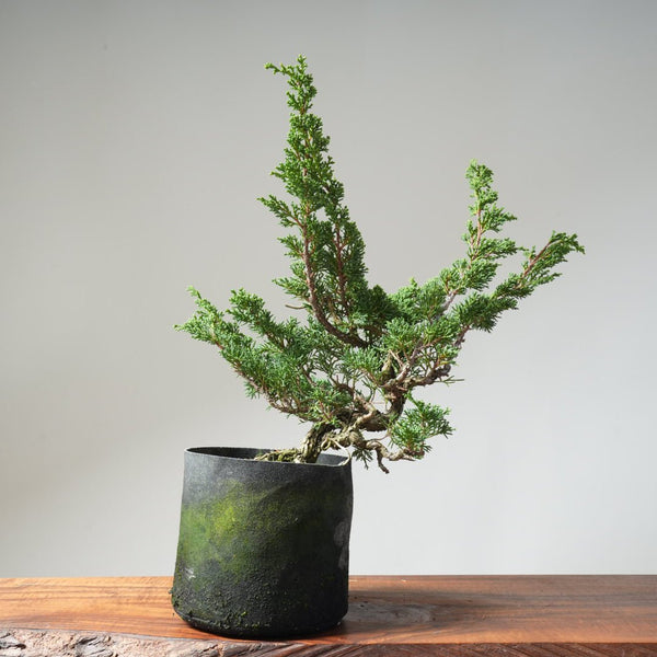 10 Year Old Kishu Juniper Bonsai 507 - Bonsaify