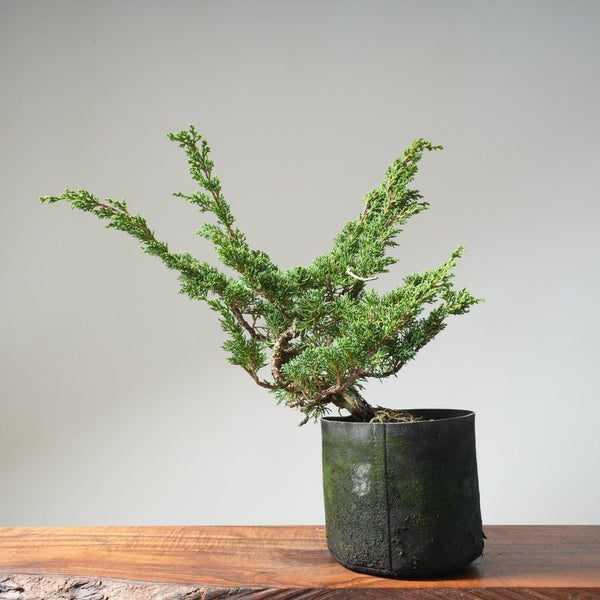 10 Year Old Kishu Juniper Bonsai 507 - Bonsaify