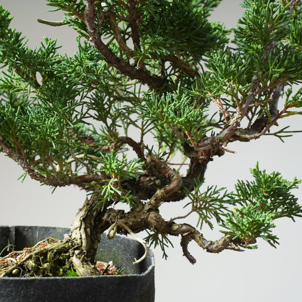 10 Year Old Kishu Juniper Bonsai 507 - Bonsaify