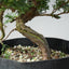 10 Year Old Kishu Juniper Bonsai 509 - Bonsaify