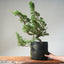 10 Year Old Kishu Juniper Bonsai 509 - Bonsaify