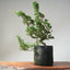 10 Year Old Kishu Juniper Bonsai 509 - Bonsaify