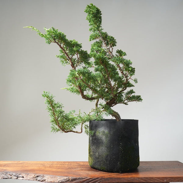 10 Year Old Kishu Juniper Bonsai 509 - Bonsaify