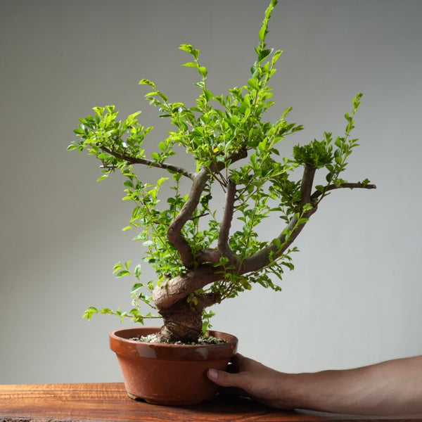 Chinese Elm Bonsai #31