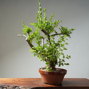 Chinese Elm Bonsai #31