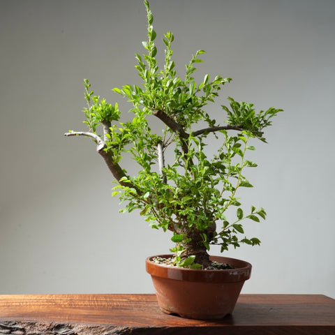 Chinese Elm Bonsai #31