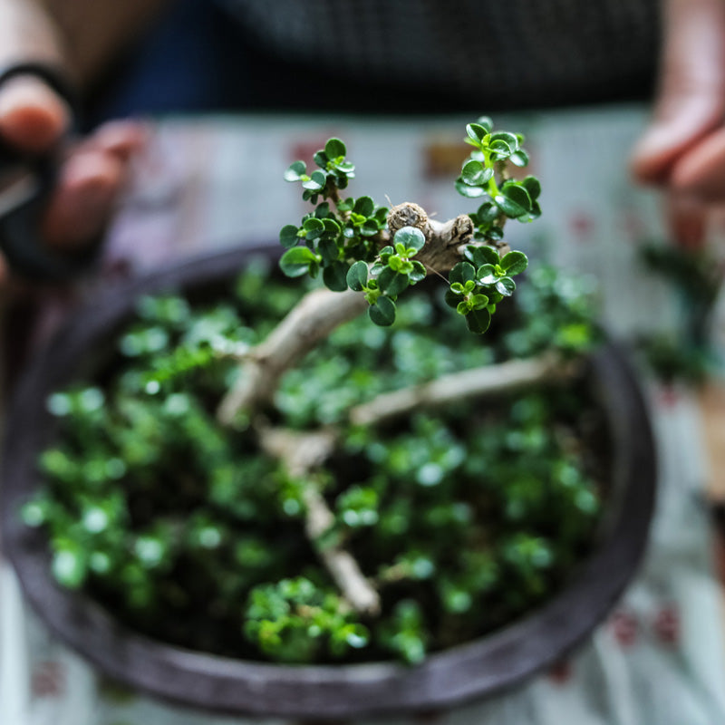 Bonsaify | Japanese Black Pine #587