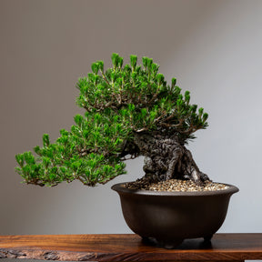 bonsai tree in el paso tx Bonsaify