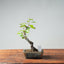 European Crabapple Bonsai #738