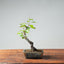 European Crabapple Bonsai #738