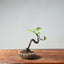 European Crabapple Bonsai #742