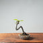 European Crabapple Bonsai #742
