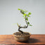 European Crabapple Bonsai #744