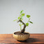 European Crabapple Bonsai #745