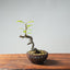European Crabapple Bonsai #747