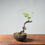 European Crabapple Bonsai #747