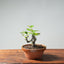 European Crabapple Bonsai #750