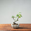 European Crabapple Bonsai #757