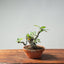 European Crabapple Bonsai #758