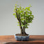 Texas Cedar Elm Bonsai #763