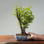 Texas Cedar Elm Bonsai #763