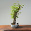 Texas Cedar Elm Bonsai #763