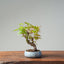 Japanese Maple Bonsai #767