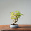 Japanese Maple Bonsai #767