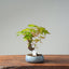Japanese Maple Bonsai #767