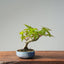 Japanese Maple Bonsai #768