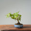 Japanese Maple Bonsai #768