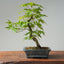 Japanese Maple Bonsai #769