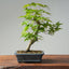 Japanese Maple Bonsai #769