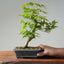 Japanese Maple Bonsai #769