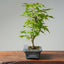Japanese Maple Bonsai #769