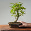 Japanese Maple Bonsai #770